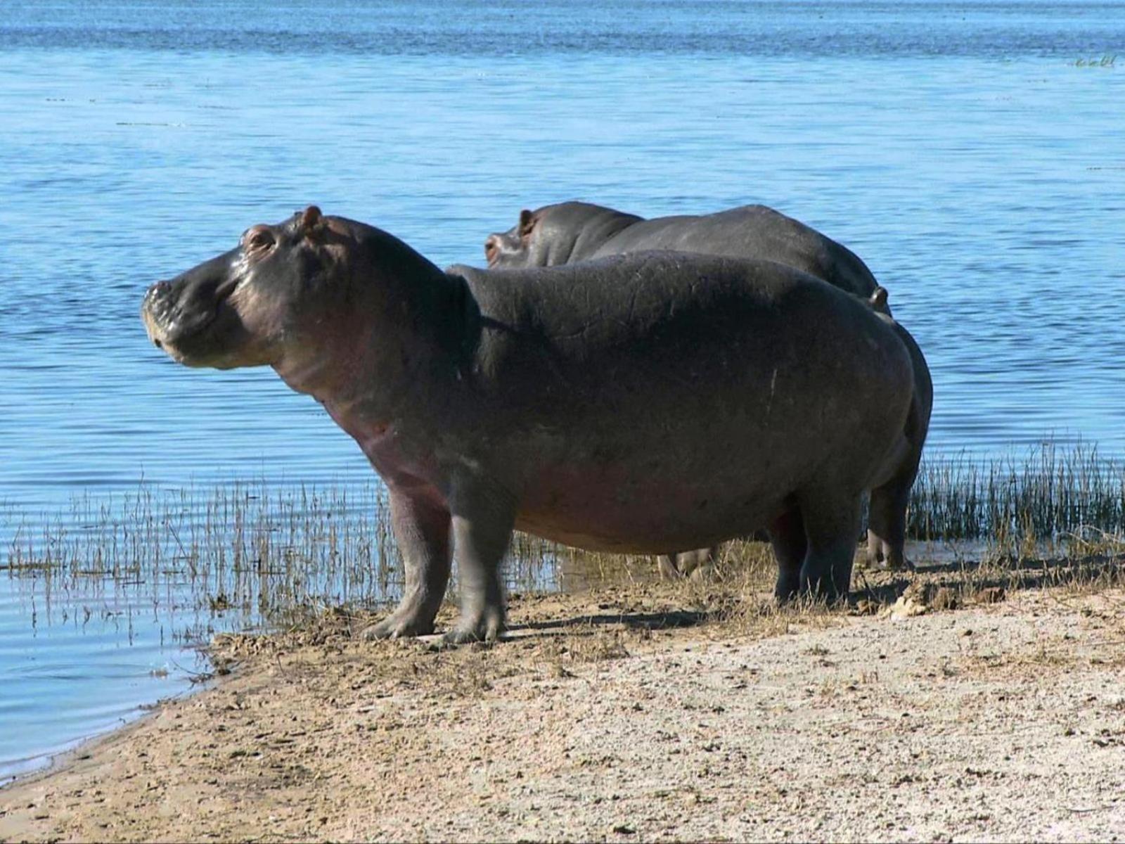 Kayova River Lodge Ndiyona Luaran gambar